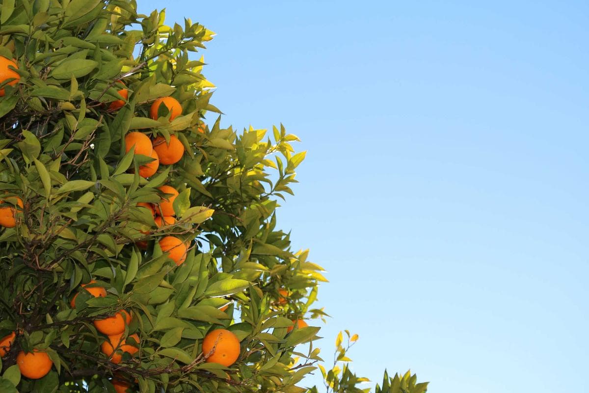 KBRA Comments on Colony Bancorp, Inc.'s Proposed Merger with First Reliance Bancshares, Inc.