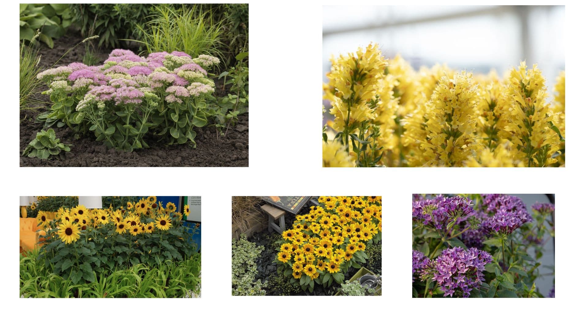 Presenting the 2026 Industry’s Choice Award Finalists for Best New Variety