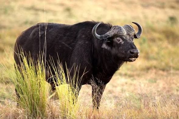 Buffalo FMD scare ends as Govt lifts livestock movement ban