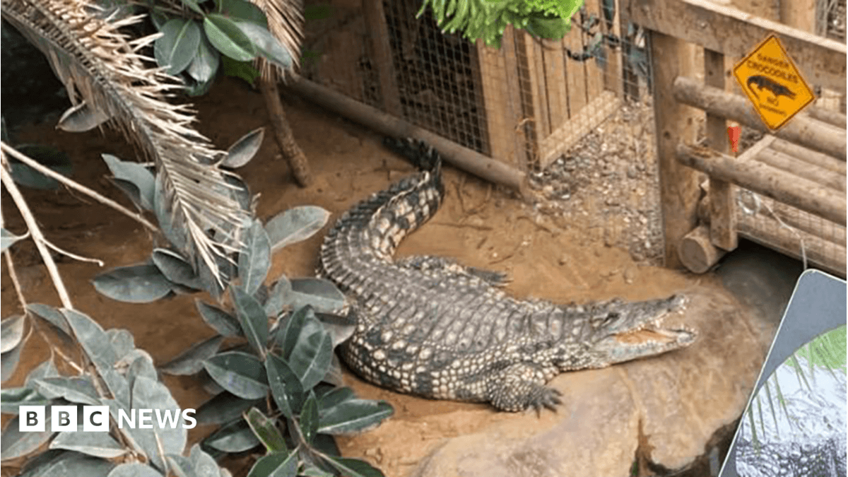 Man arrested after boy injured in zoo crocodile enclosure