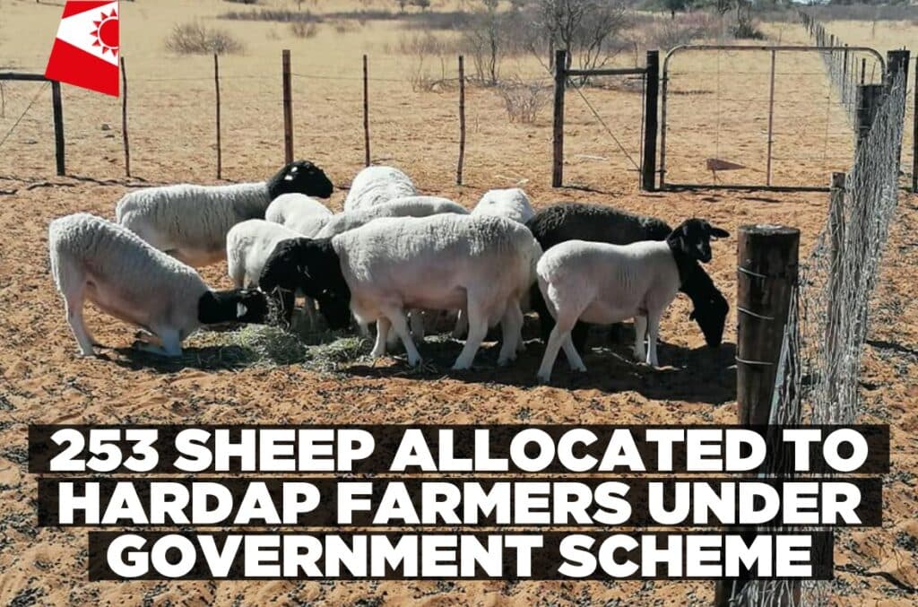 Over 200 sheep redistributed to farmers in Hardap Region under Small Stock Revolving Scheme