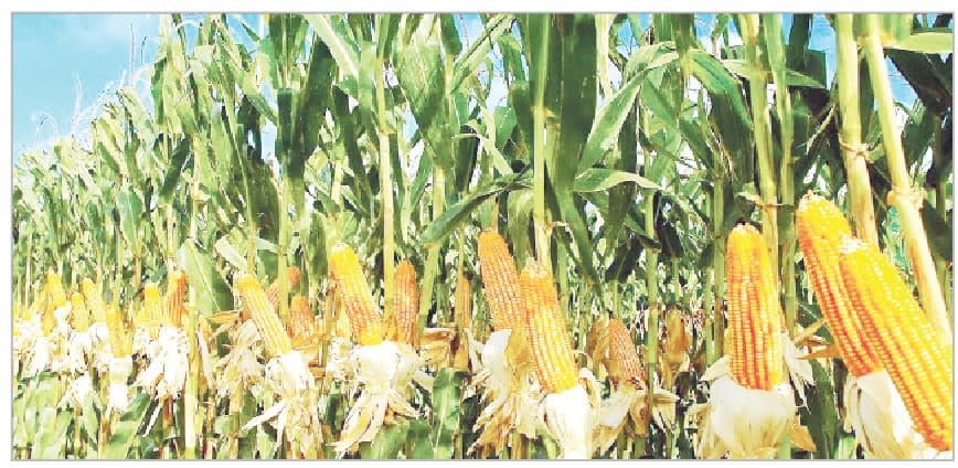 Here’s How To Explore Nigeria’s Lucrative Maize Value Chain
