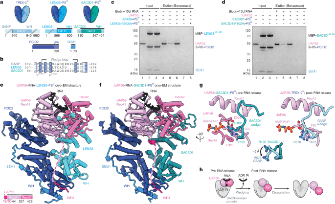 Molecular basis of polyadenylated RNA fate determination in the nucleus