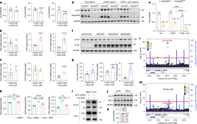 Dietary cholesterol activates a Ral-dependent pathway driving LDLR turnover