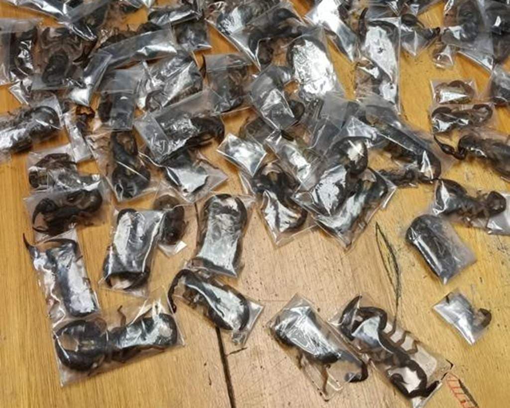 Sting operation: Man arrested at Cape Town airport with 150 live scorpions in luggage