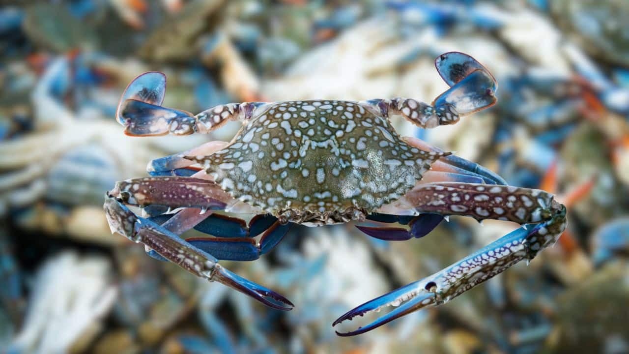 US ban on PH blue crab imports threatens livelihoods