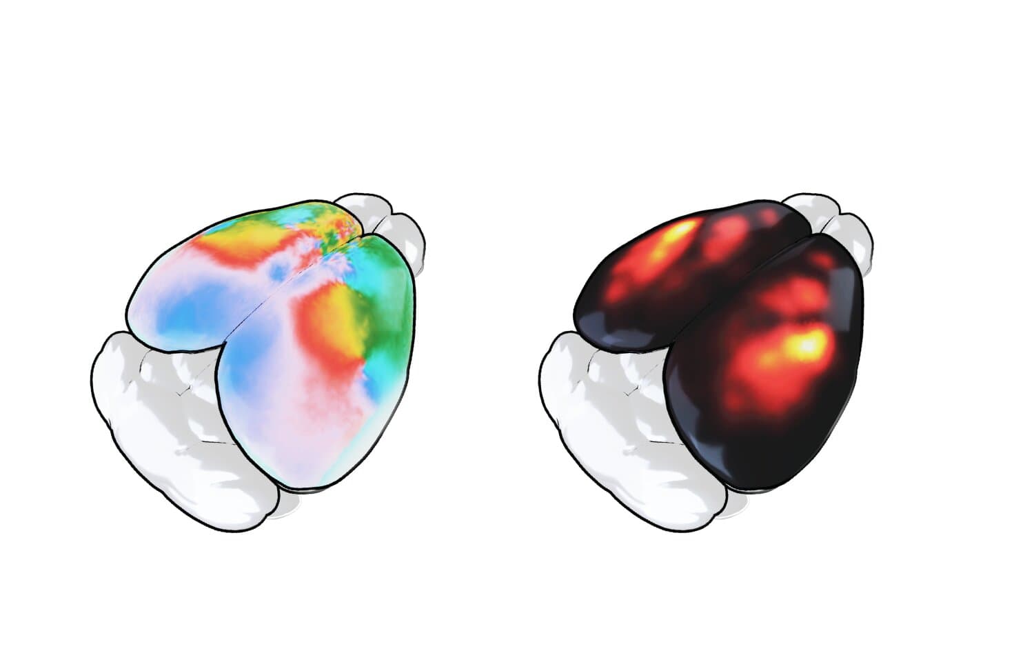 Rotating brain waves uncover circular sensory circuits linked to movement and sensation