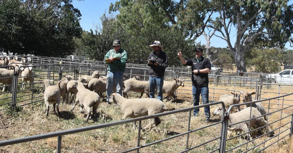 Mount Pleasant Market: Lambs hit $342 as cattle trend upwards